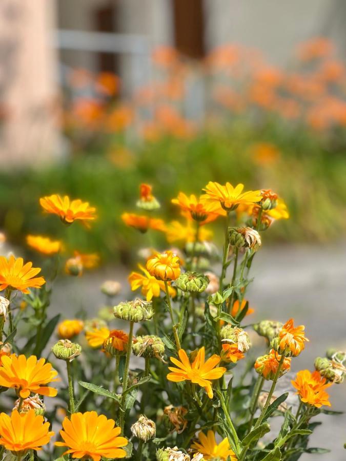 Garden House בודווה מראה חיצוני תמונה